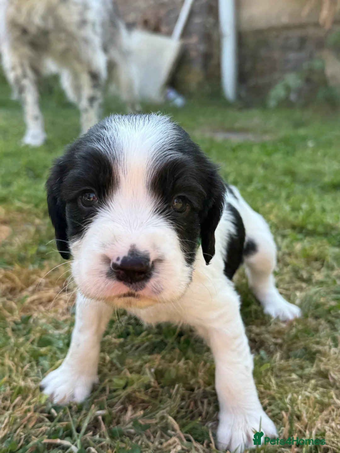 Sprocker dogs for sale: Healthy Sprocker Spaniel Puppies in Chulmleigh - Advert 2