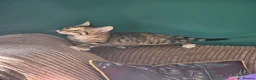 Bengal cats for sale: Female Bengal X kitten  - Advert 4