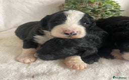 Bernedoodle dogs for sale: STUNNING DNA CLEAR F1 BERNEDOODLES - Image 4