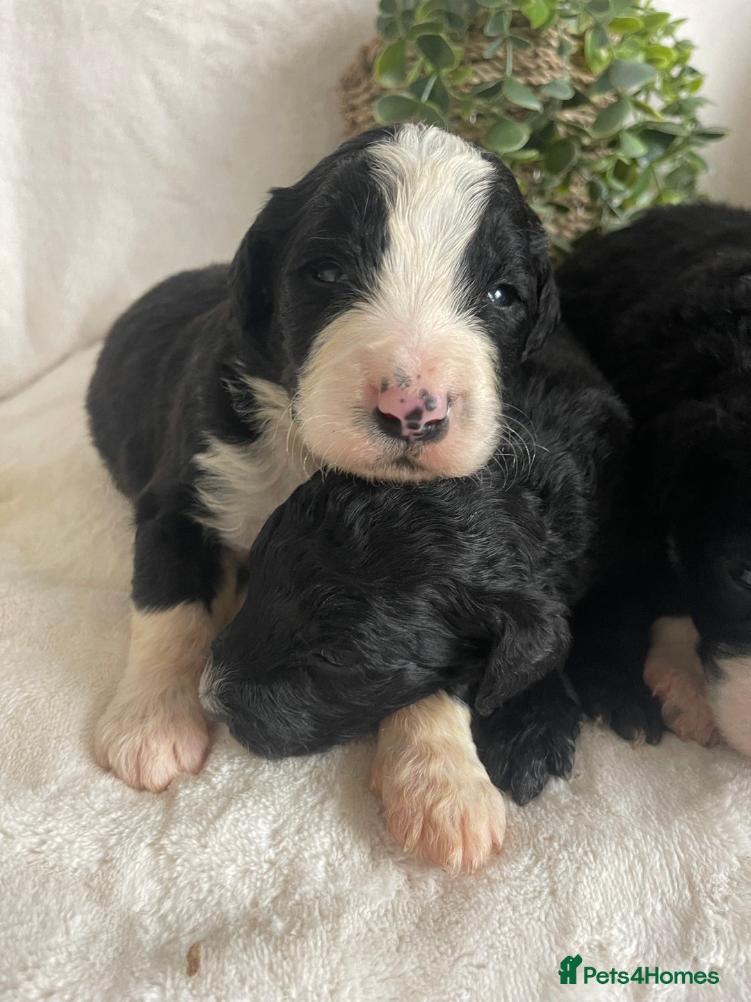 Bernedoodle dogs for sale: STUNNING DNA CLEAR F1 BERNEDOODLES - Image 4