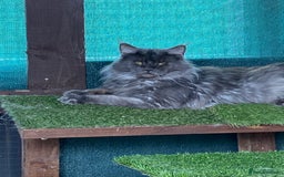 Maine Coon cats for stud: Stud Gccf duel Tica active blue smoke  in Grantham - Image 1