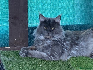 Maine Coon cats in Grantham - Advert 2