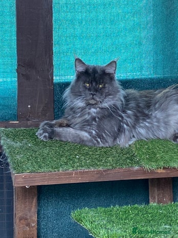 Maine Coon cats in Grantham - Advert 4