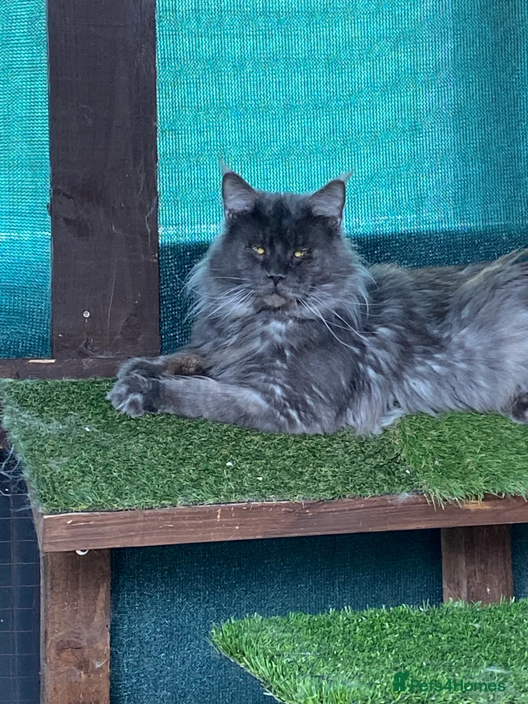 Maine Coon cats for stud: Stud Gccf duel Tica active blue smoke  in Grantham - Advert 1