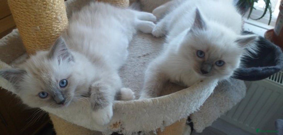 Ragdoll cats for sale: Peaceful cuddled Rag dolls for sale - Image 9