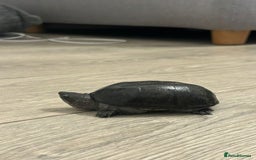 Turtle reptiles for sale: Common musk turtles - Image 4