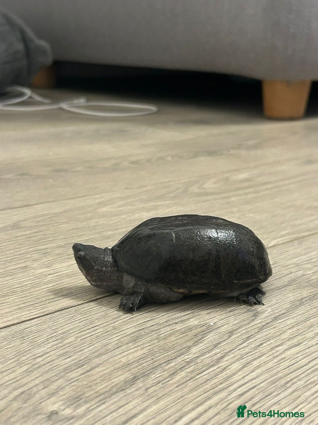 Turtle reptiles for sale: Common musk turtles - Image 4