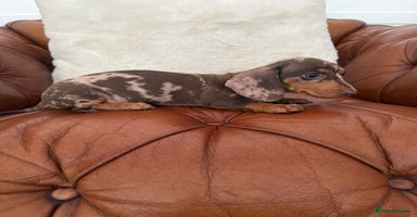 Miniature Dachshund dogs - Advert 1