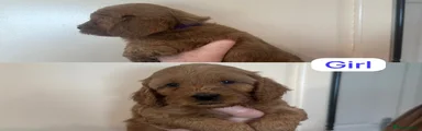 Cockapoo 6