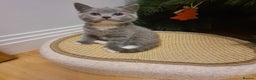 Mixed Breed cats for sale: British shorthair with Russian Blue mix - Advert 4