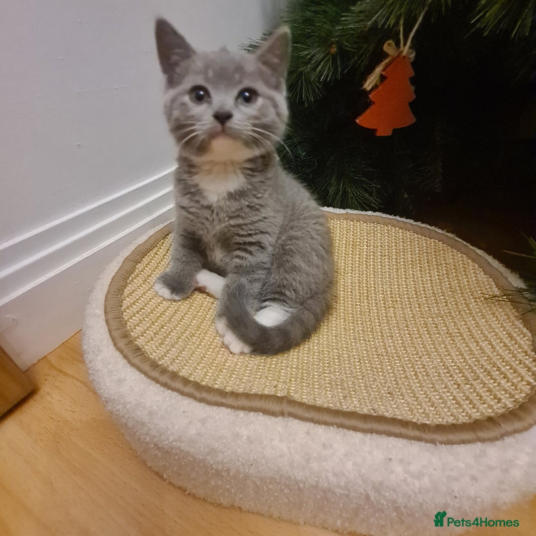 Mixed Breed cats for sale: British shorthair with Russian Blue mix - Advert 4