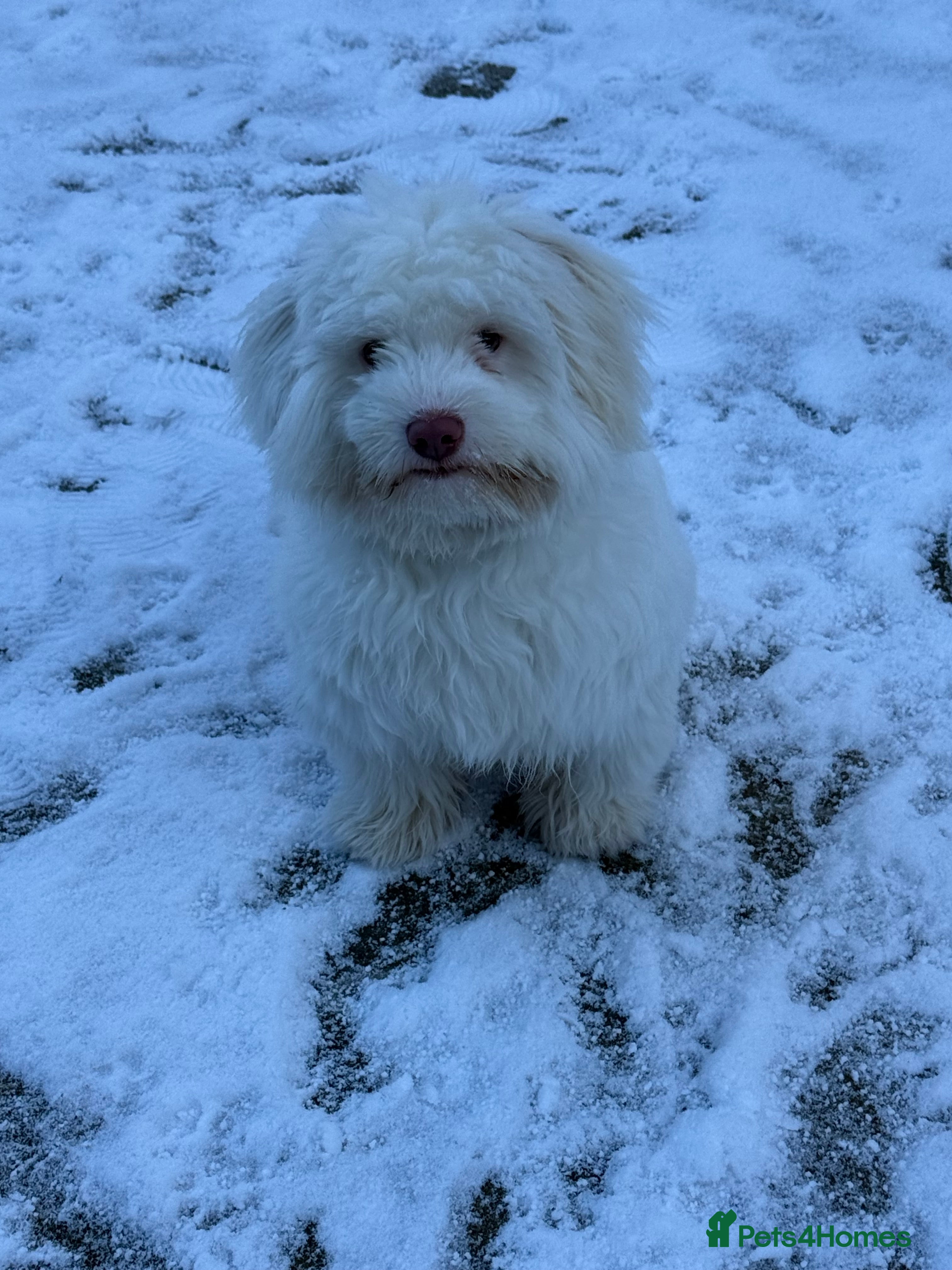 Bichon Frise dogs bichon breed for sale  - Advert 1