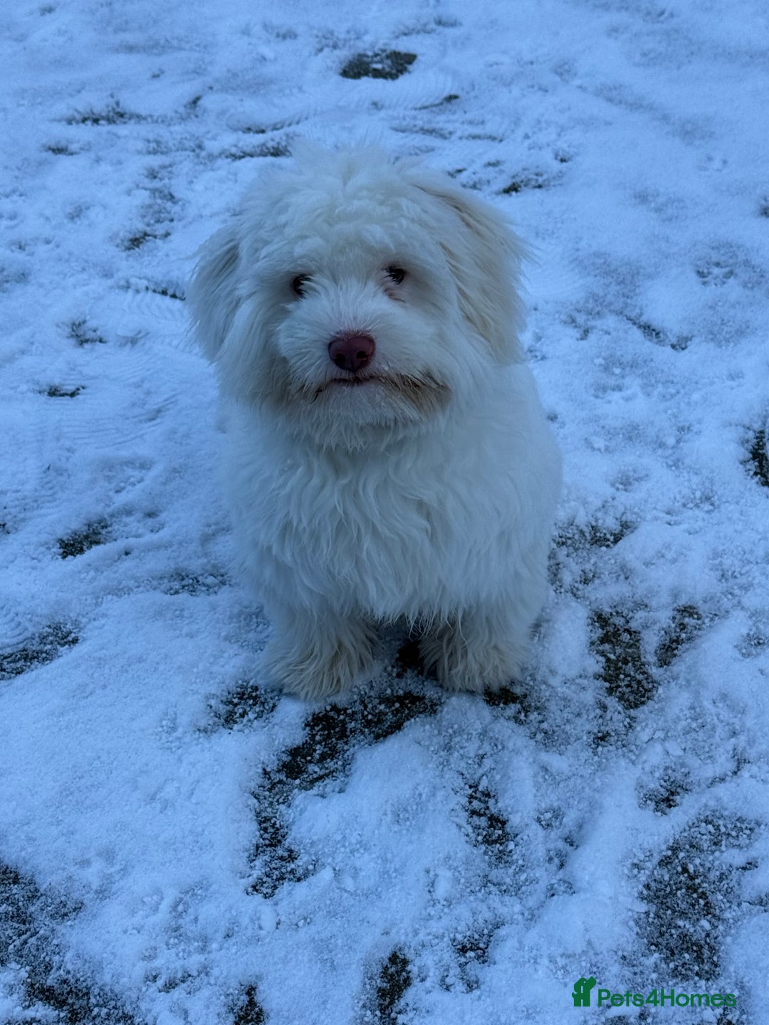 Bichon Frise dogs for sale: bichon breed for sale  - Advert 1