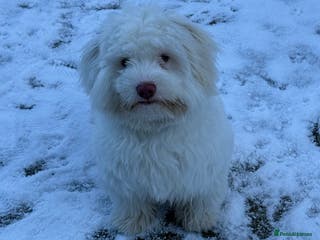 Bichon Frise dogs bichon breed for sale - Advert 3