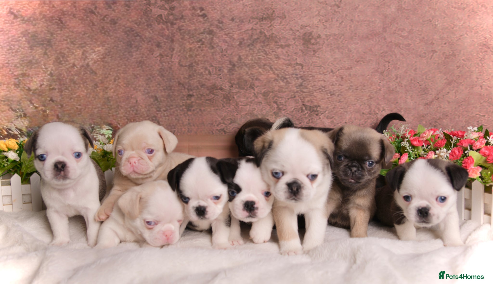 Pug dogs Kc registered Pugs - Advert 1