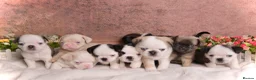 Pug dogs for sale: Kc registered Pugs - Advert 2