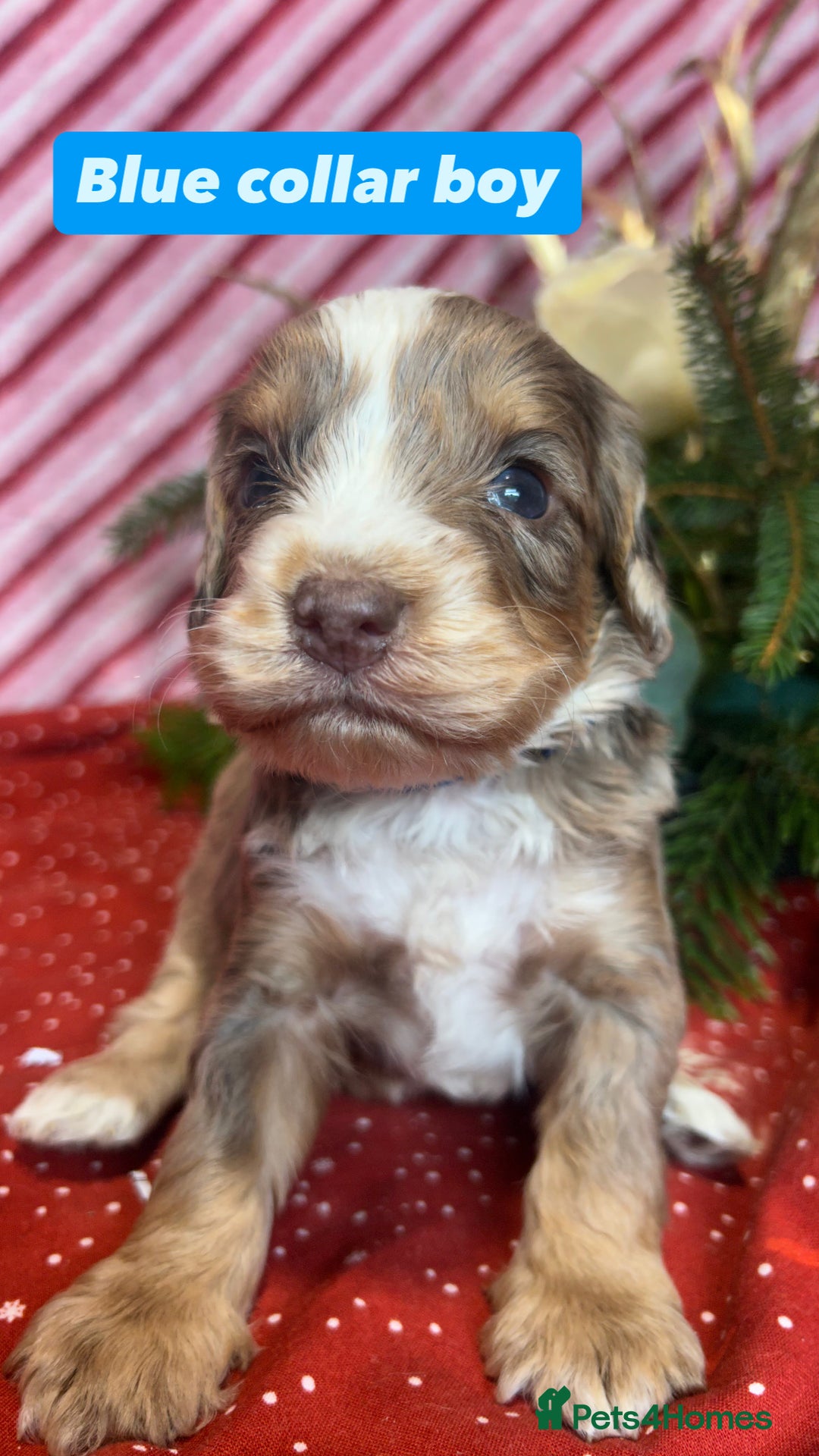 Cockapoo dogs for sale: Cute F1 cockapoo puppies  - Advert 31