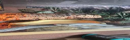 Rat Snake reptiles for sale: 14 month unsexed vietnamese blue beauty rat snake - Advert 3