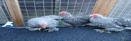 Chickens poultry for sale: Beautiful pekin cockrells  - Advert 3