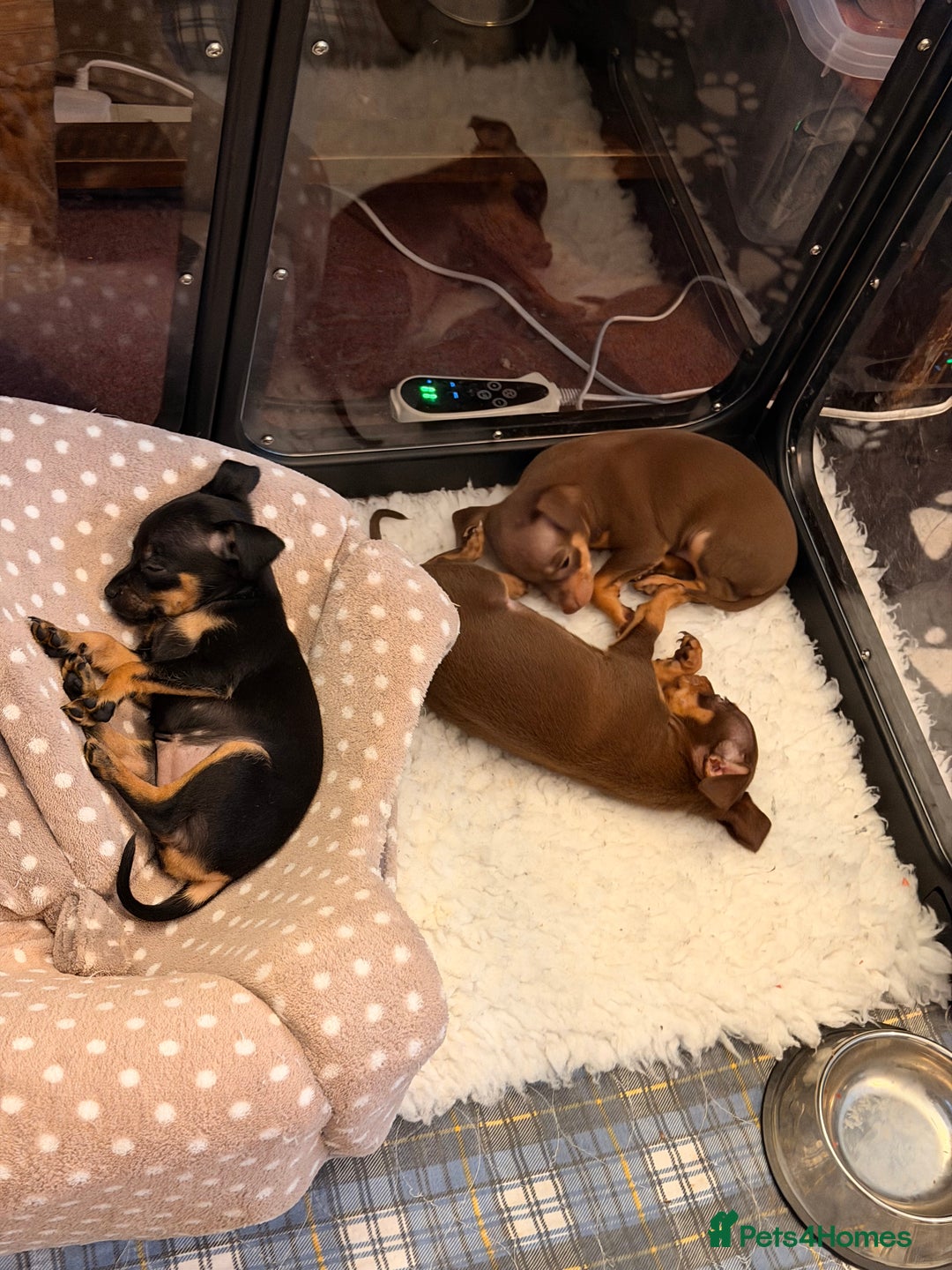Russian Toy Terrier dogs for sale: Cutest little friend for life  - Advert 20