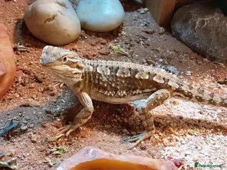 Bearded Dragon reptiles Bearded dragon + vivarium for sale. - Advert 1