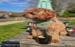 Cavapoo dogs for stud:  Toy cavapoo (proven stud) - Image 4
