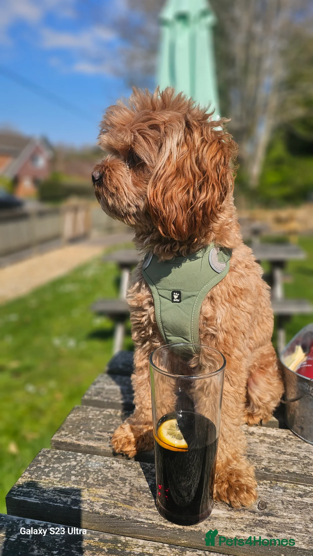 Cavapoo dogs for stud:  Toy cavapoo (proven stud) - Advert 4