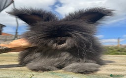 Angora rabbits for sale: French Import Maxi Face Angora - Image 2