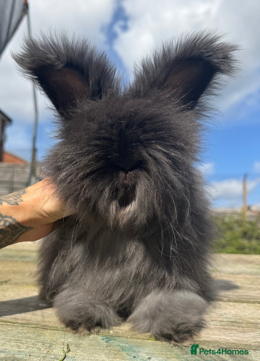 Angora rabbits for sale: French Import Maxi Face Angora - Image 2