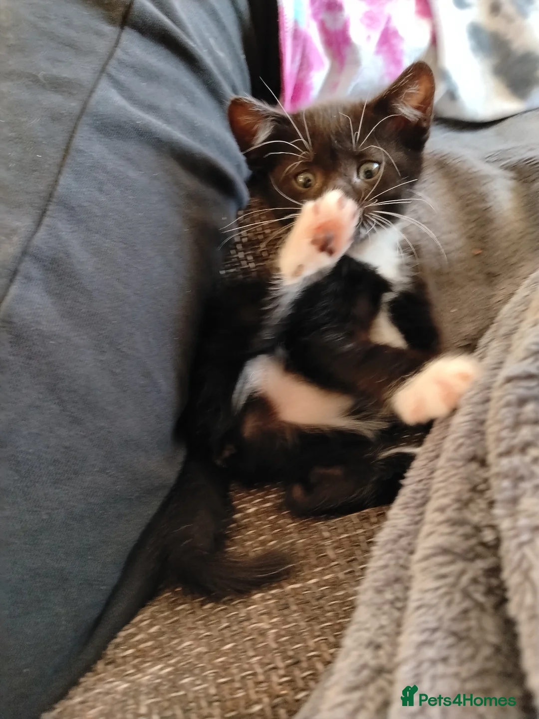 Mixed Breed cats for sale: Friendly and Playful Kittens for Sale in Horsham - Advert 1