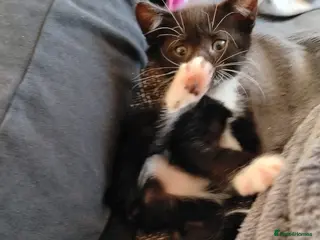 Mixed Breed cats Friendly and Playful Kittens for Sale - Advert 1