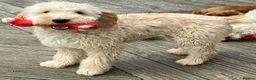 Mini Goldendoodle dogs for sale: F1 miniature Goldendoodle puppies. - Advert 14