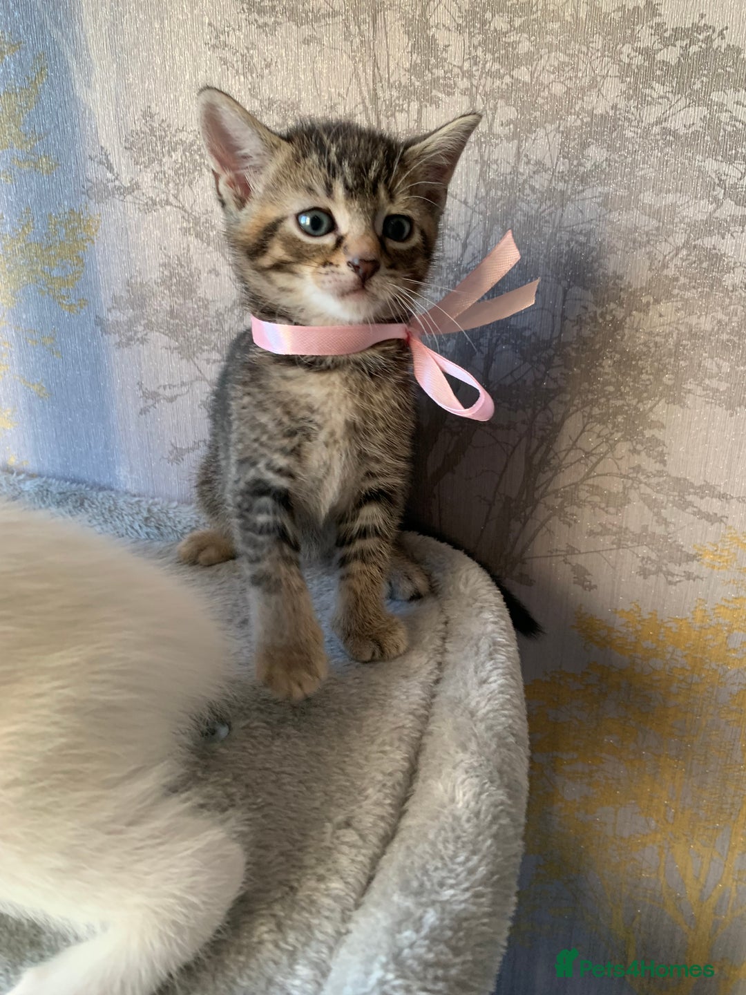 Mixed Breed cats for sale: Beautiful Mixed Angora Kittens - Advert 11