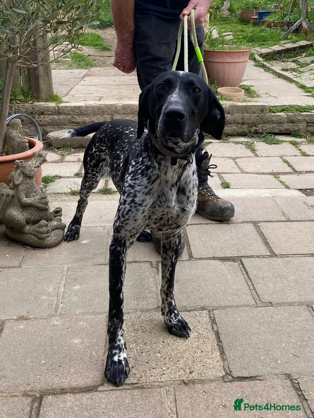 German Shorthaired Pointer dogs for sale: German Shorthaired Pointer pups - Advert 2