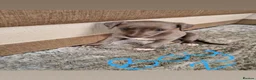 Whippet dogs for sale: Whippet pups in Wisbech - Advert 9