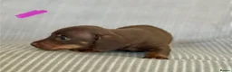 Miniature Dachshund dogs for sale: Miniature Dachshund puppies - Advert 10