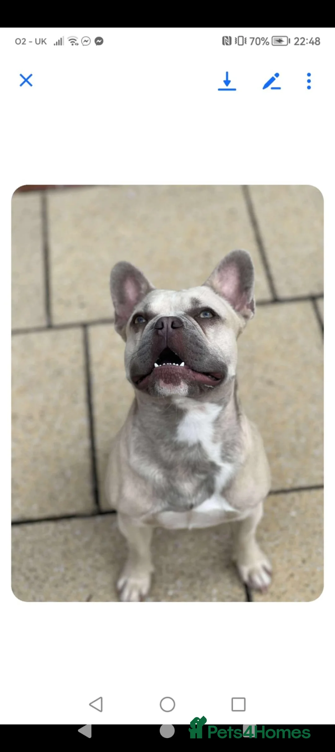 French Bulldog dogs for sale: Cream male lovable french bulldog  in Beverley - Advert 2