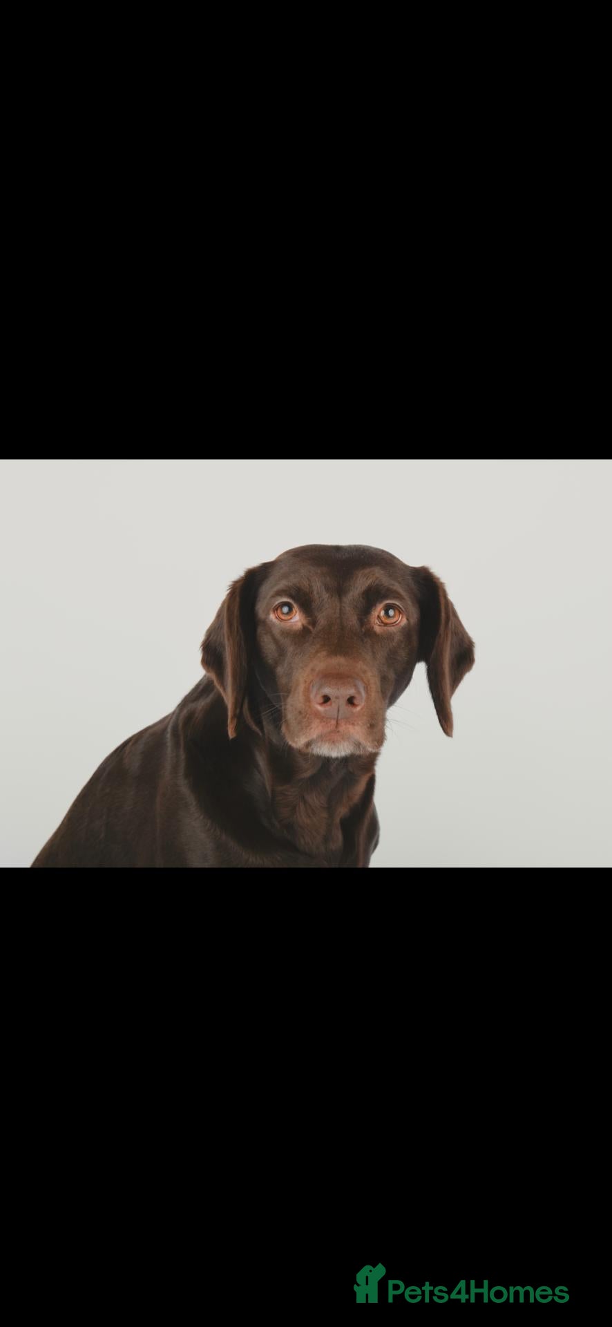 Springador dogs 7 year old Springador - Advert 5