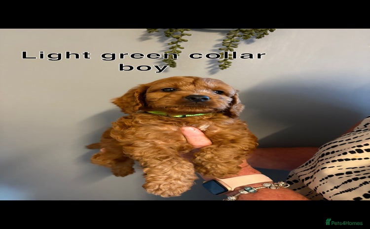 Cockapoo dogs - Advert 2