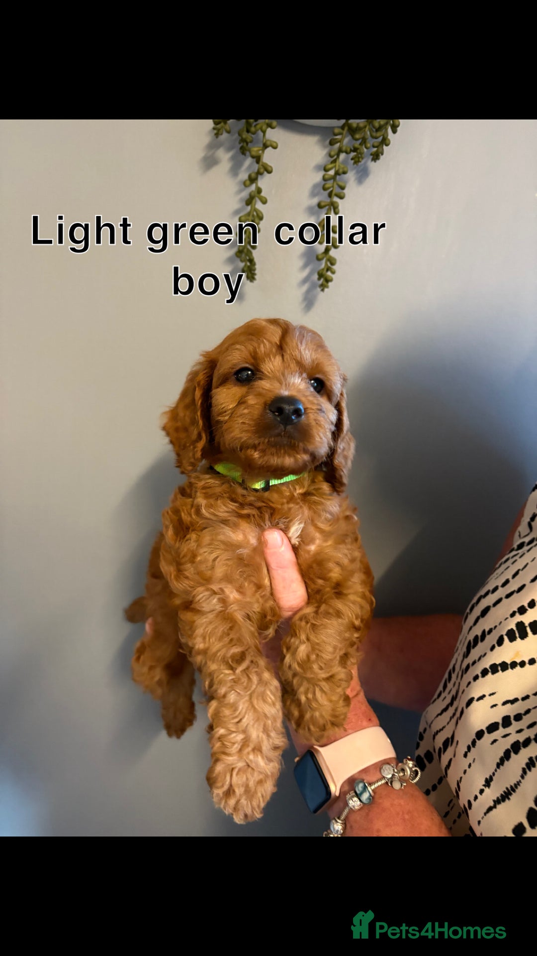 Cockapoo dogs for sale: Red F1 toy cockapoo puppies - Image 1