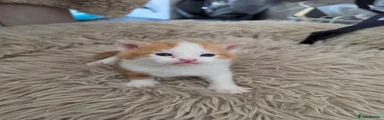 Mixed Breed Kitten 2