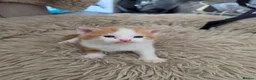 Mixed Breed cats for sale: look at all those tiny fluffballs!  - Advert 29