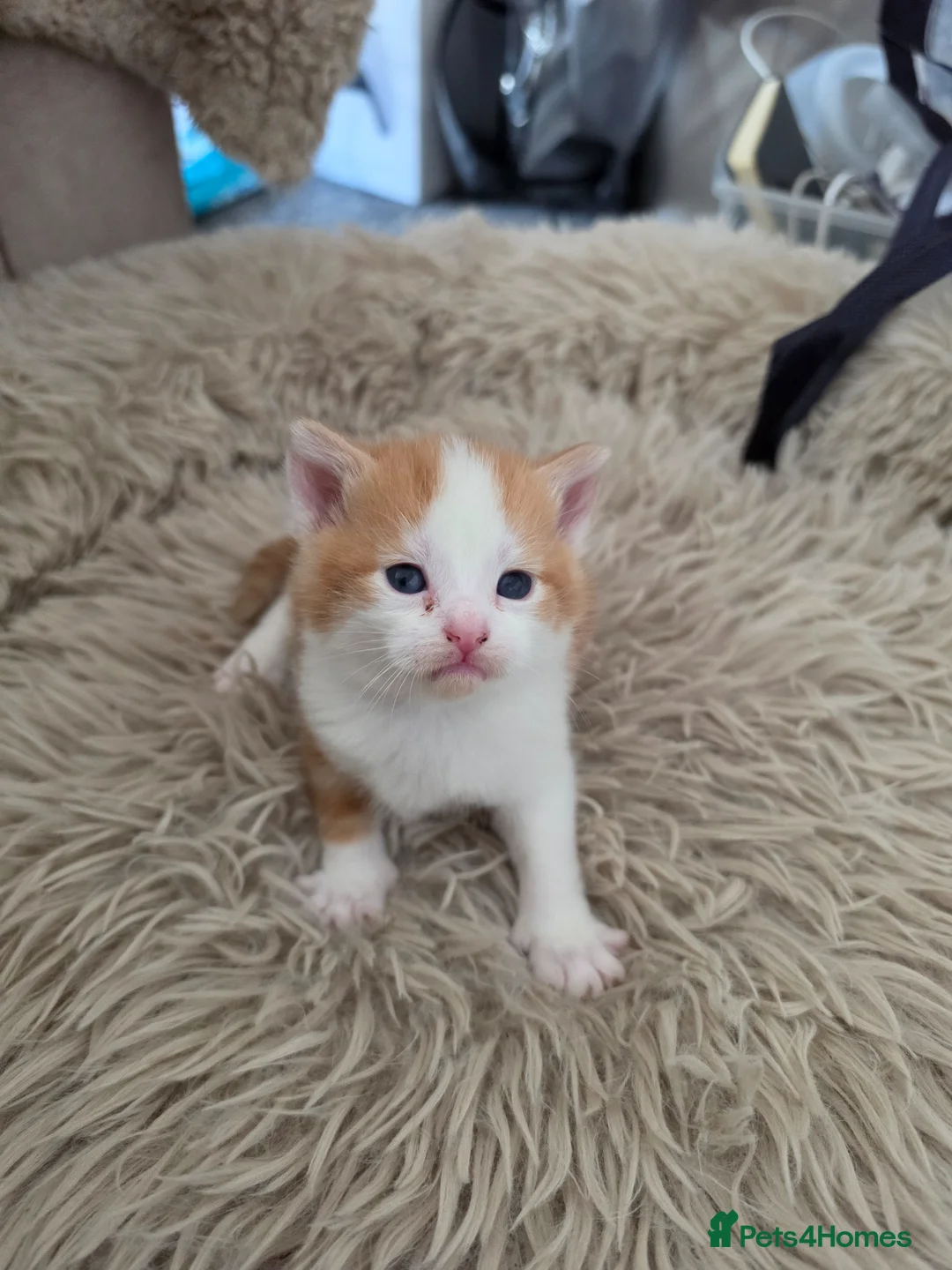 Mixed Breed cats for sale: look at all those tiny fluffballs!  - Advert 33