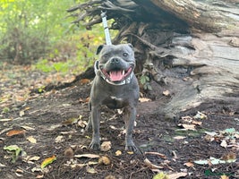 Staffordshire Bull Terrier dogs - Advert 8