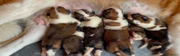 Saint Bernard dogs for sale: Saint Bernard‘s puppies - Advert 17