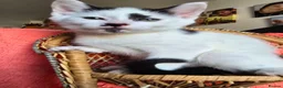 Mixed Breed cats for sale: Kittens - Advert 10