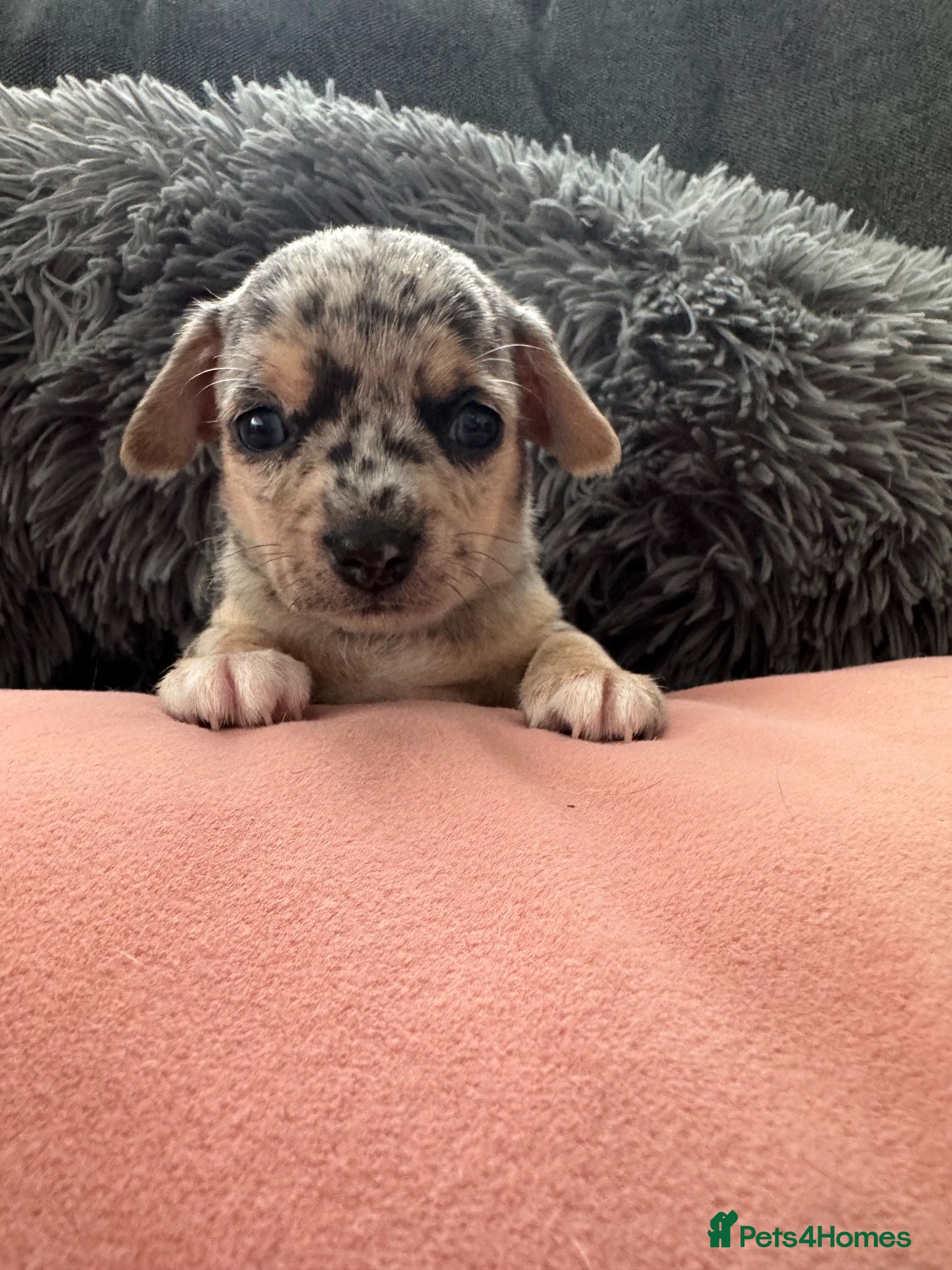 Chihuahua dogs Gorgeous Rare Pure Breed Chihuahua Puppies - Advert 2