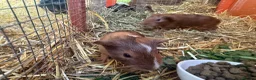 Guinea Pig rodents for sale: Male baby guinea pigs for sale  in Bolton - Advert 6