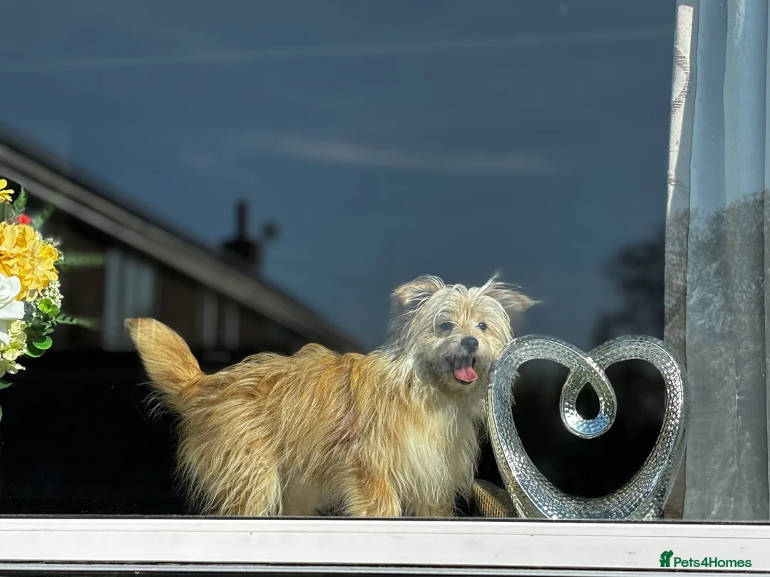 Mixed Breed dogs for sale: Pomeranian cross female  - Advert 6