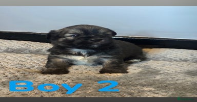 Lhasa Apso dogs - Advert 1